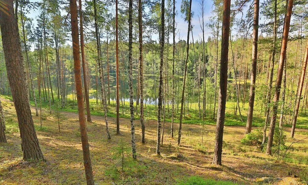 коркино всеволожский р н. коркинское озеро спб. всеволожск коркинские озера. ексолово. река коркинская всеволожский район.