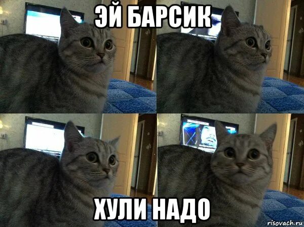 Я быык мем с котом Pin on Pets Funny cat faces, Cat memes, Crazy cats