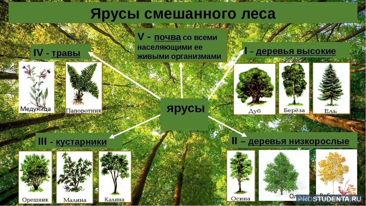 Растительные сообщества 5 класс биология. Ярусы растений лесного фитоценоза. Ярусы смешанного леса. Растительное сообщество лес. Ярусность в растительном сообществе лес.