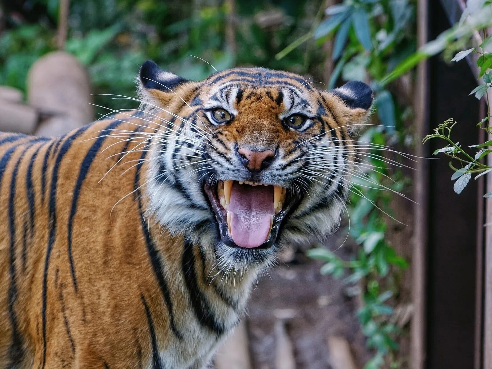 Tigr. Тигры Прайд. Балийский тигр. Бенгальский длиннопенисный тигр. Уссурийский тигр оскал.