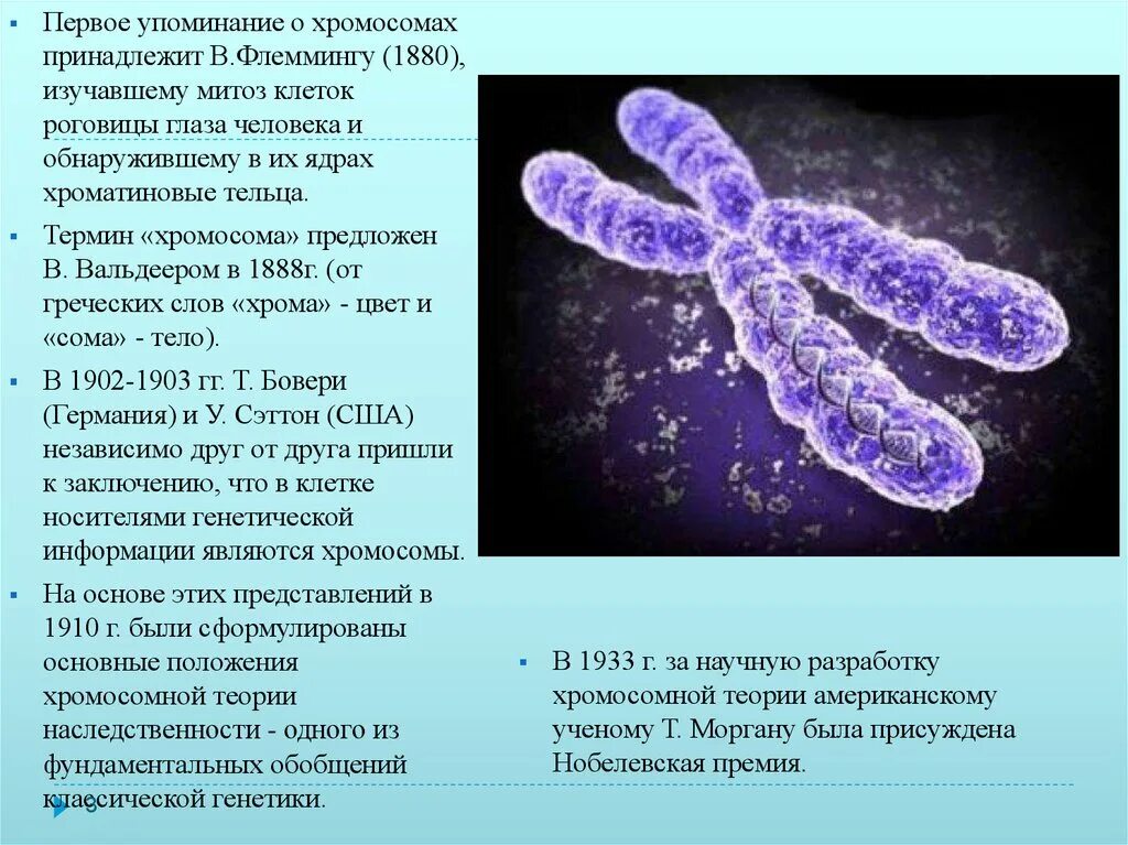 Строение органоидов хромосомы. Строение клетки хромосомы. Метацентрические субметацентрические акроцентрические хромосомы. Строение хромосом человека. Строение хромосомы.