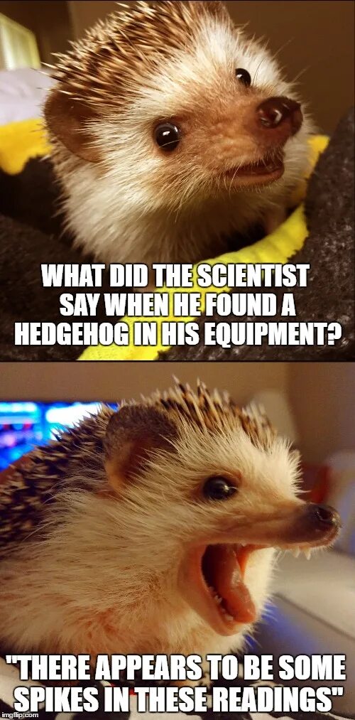 Jake says hedgehogs are decreasing