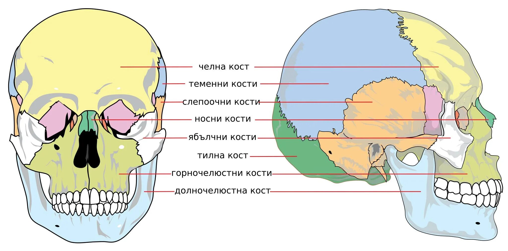 Части черепа. Кости мозгового черепа анатомия. Кости и швы мозгового черепа. Кости мозгового черепа клиновидная. Мозговой череп человека анатомия.
