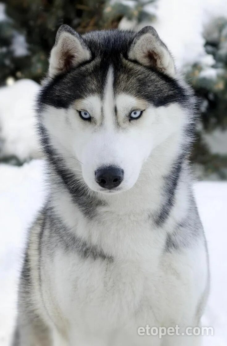 Хаски 2024. Собака хаски 22. Маламут. Маламут. Алиса покажи хаски.