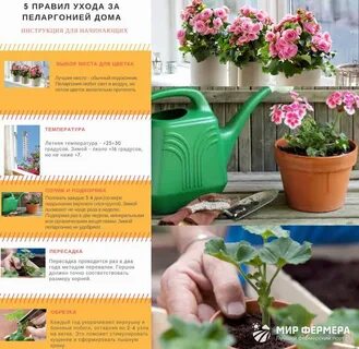 Чем можно подкормить домашнюю герань