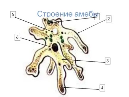 Амеба имеет жгутик