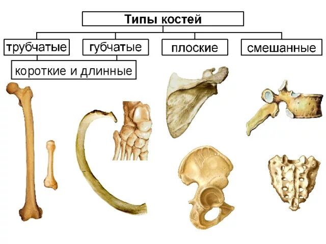 Типы костей трубчатые кости