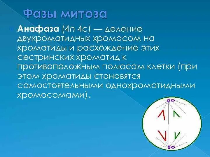 Расхождение гомологичных хромосом к полюсам происходит. Расхождение хромосом в анафазе митоза. Фазы анафаза. Анафаза митоза. Расхождение двухроматидных хромосом.