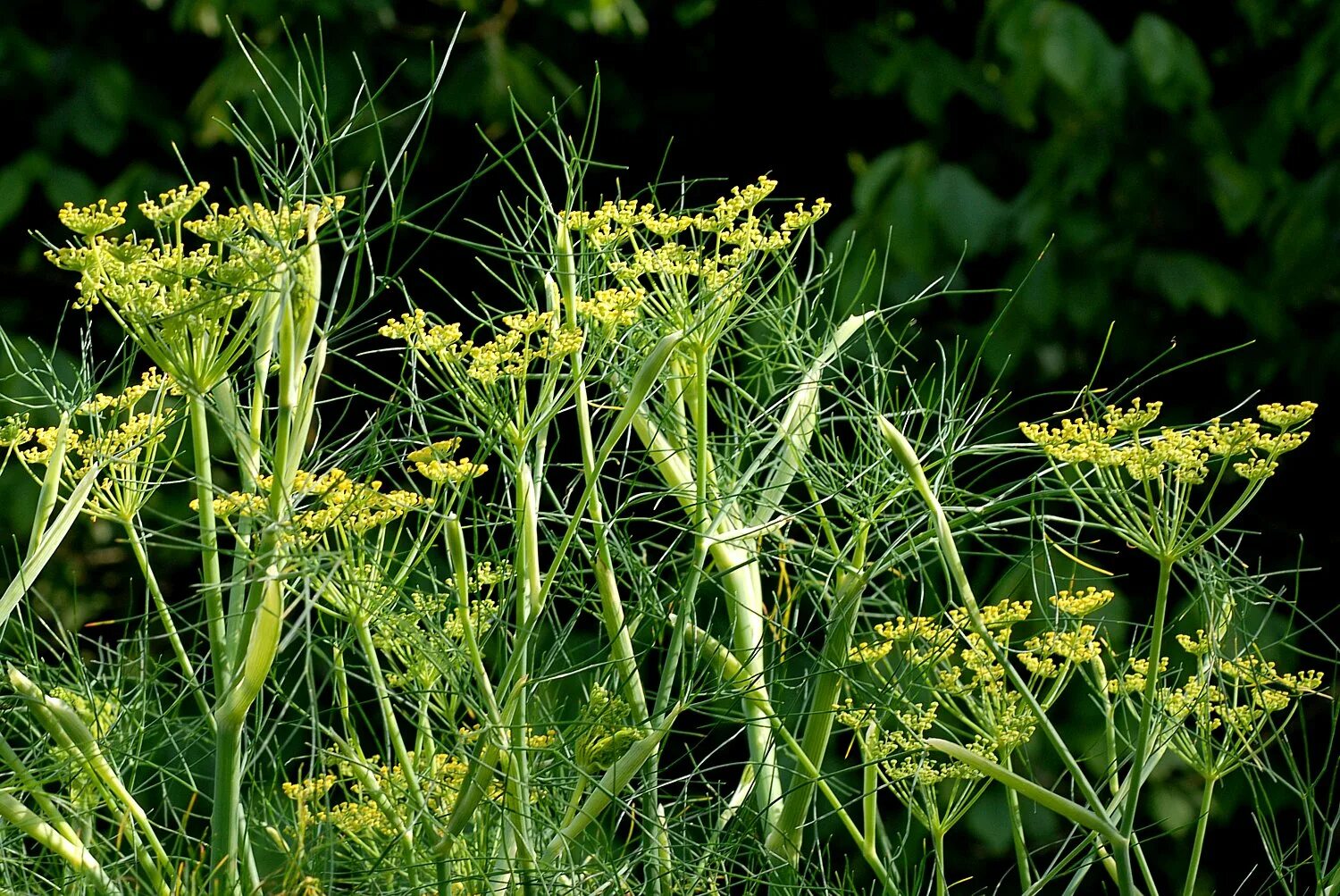 фенхель обыкновенный. укропная трава фенхель. трава фенхель. фенхель овощной казанова. фенхель обыкновенный.