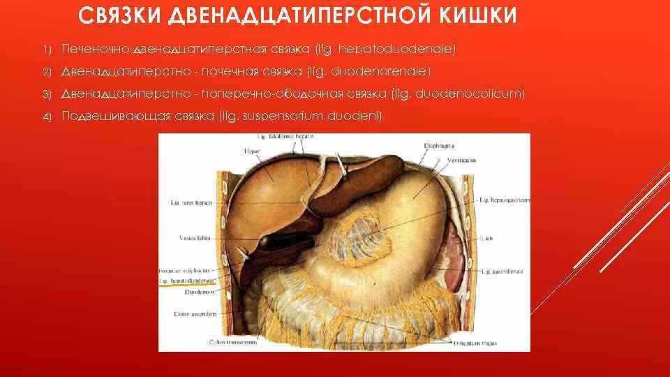 Атлас Неттера - Внутренние органы - Анатомия человека Физиология человека