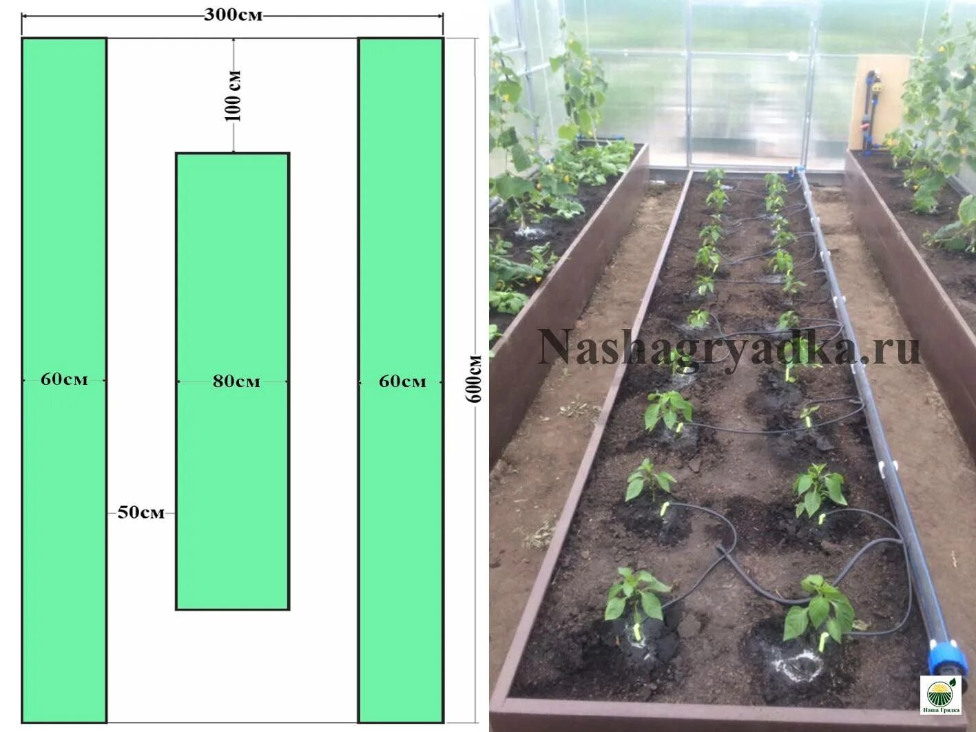 Как сделать грядки в теплице 3х4. Теплица 3х4 расположение грядок. Планировка грядок в теплице 3х4. Три грядки в теплице 3х6. Теплица 3х6 расположение грядок.