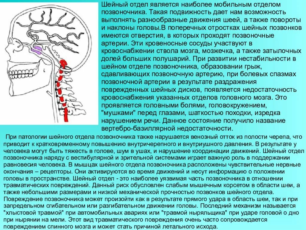 Кровоснабжение межпозвоночных дисков. Шейный отдел. Отделы шейного отдела позвоночника. Движения в шейном отделе позвоночника. Позвоночник шея.