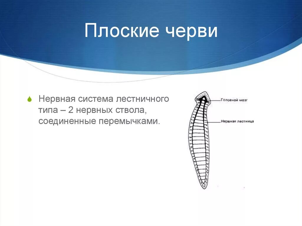 Тип плоские черви нервная система. Строение нервной системы плоских червей. Плоские черви нервная система лестничного типа. Нервная система плоских червей Тип.