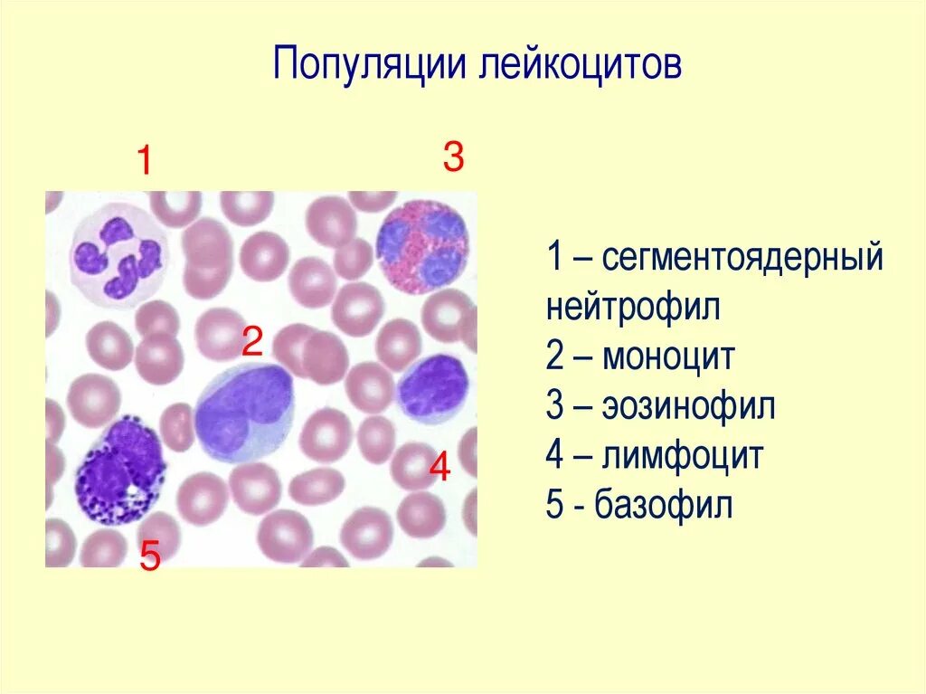 Лейкоциты моноциты эозинофилы