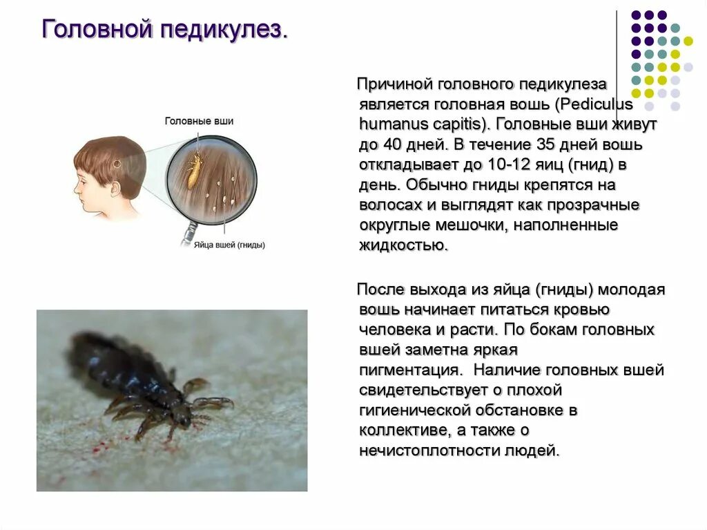 Вши какое заболевание. Головная вошь вшивость.