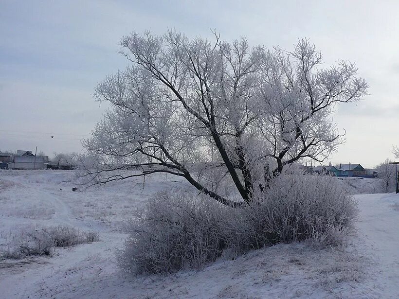 Ранняя зима. Заснеженные кусты. Кустарники в снегу. Деревья и кусты зимой. Кустарники зимой.