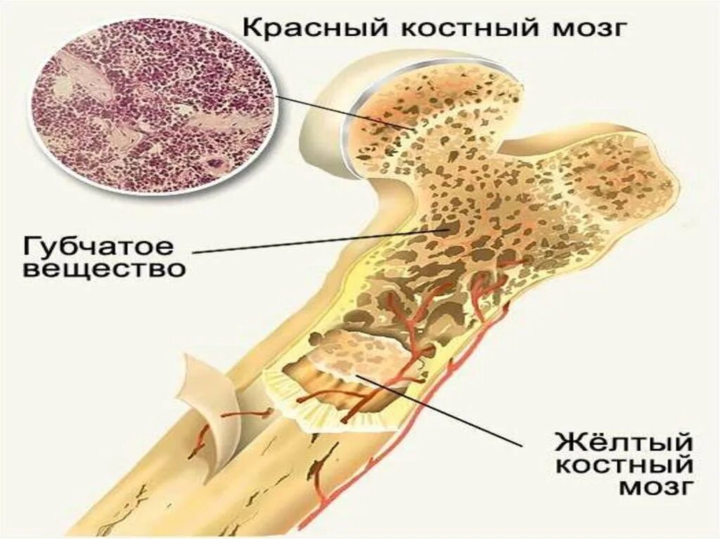 Костный мозг где находится. Трубчатая кость красный костный мозг. Строение красного и желтого костного мозга. Желтый костный мозг локализован. Красный костный мозг и желтый костный мозг.