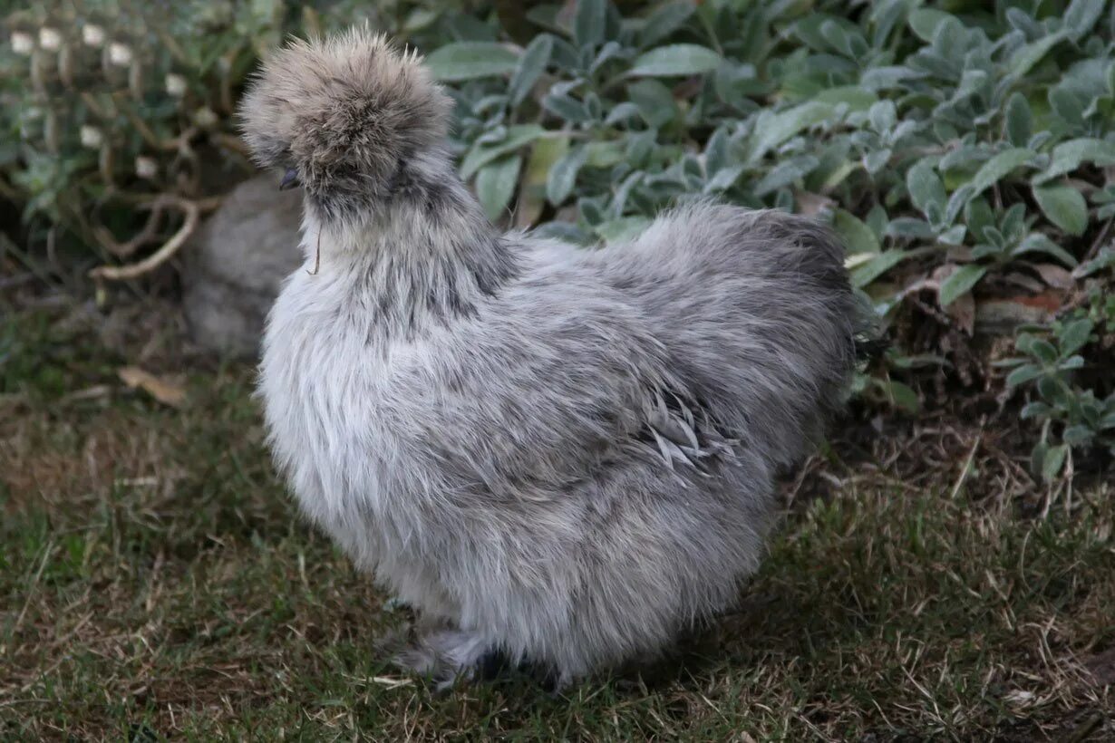 Китайская шелковая (Silkie Bantam). Китайских шелковых кур. Китайская шелковая Брама. Китайская шелковая Сплеш.