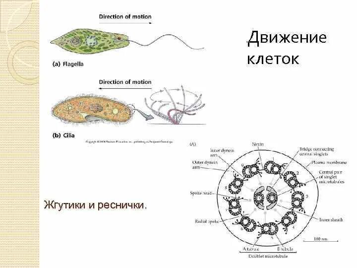 Движение клетки