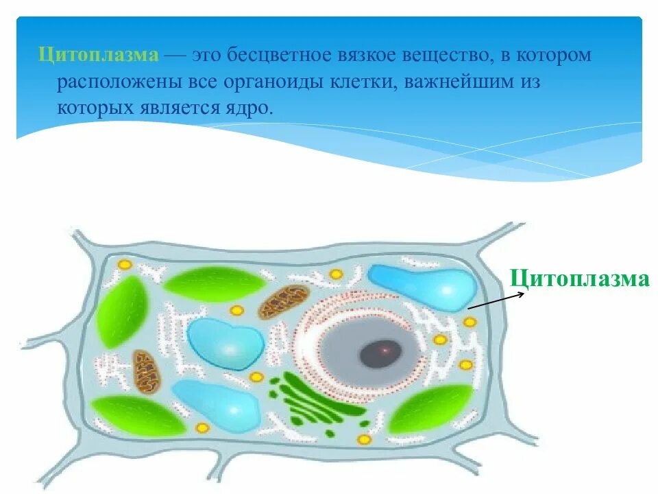 Соединения растительных клеток. Бесцветное вязкое вещество клетки. Строение цитоплазмы клетки растений. Бесцветное вязкое вещество растительной клетки. Строение растительной клетки презентация.