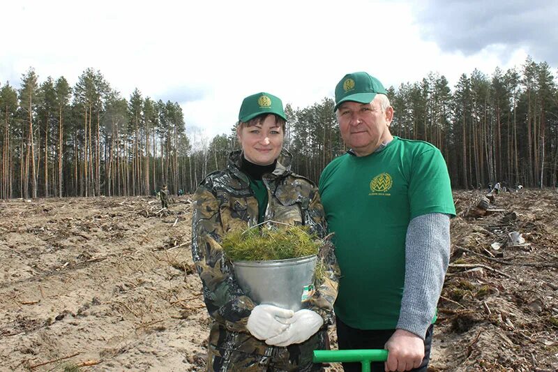 Мозырский лесхоз Марачковский. Мозырский Лесозавод.