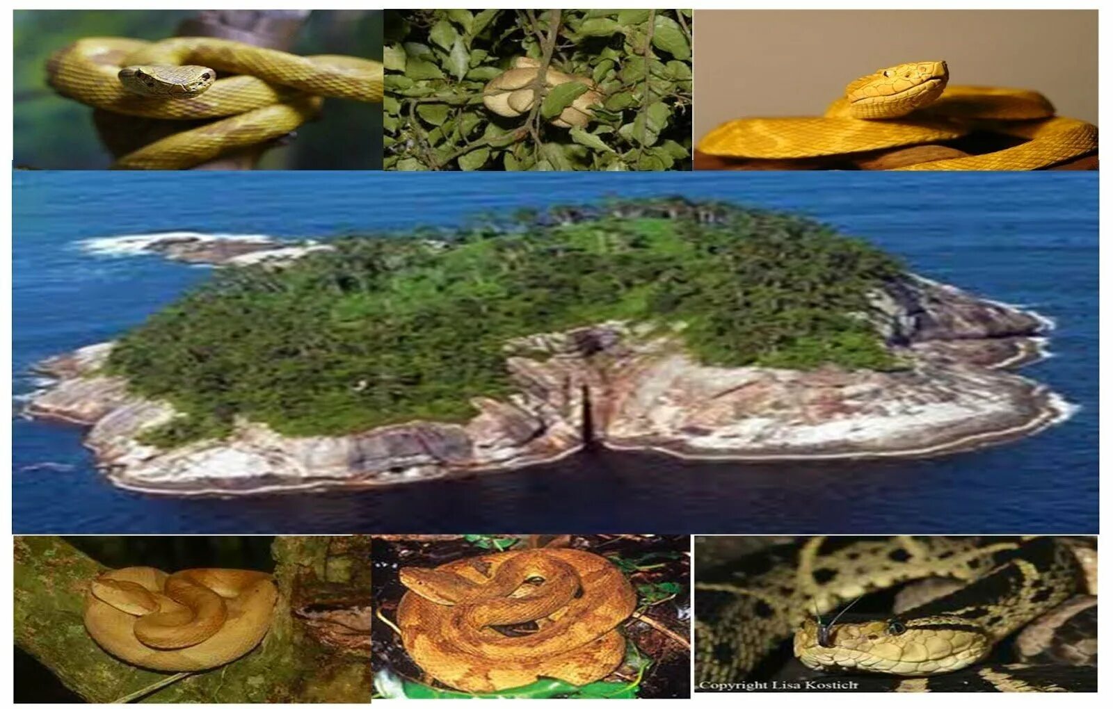 Егорик остров змей. Змеиный остров в Бразилии. Остров Кеймада-Гранди Бразилия. Остров Кеймада-Гранди змеи. Змеиный остров (Snake Island), Бразилия.
