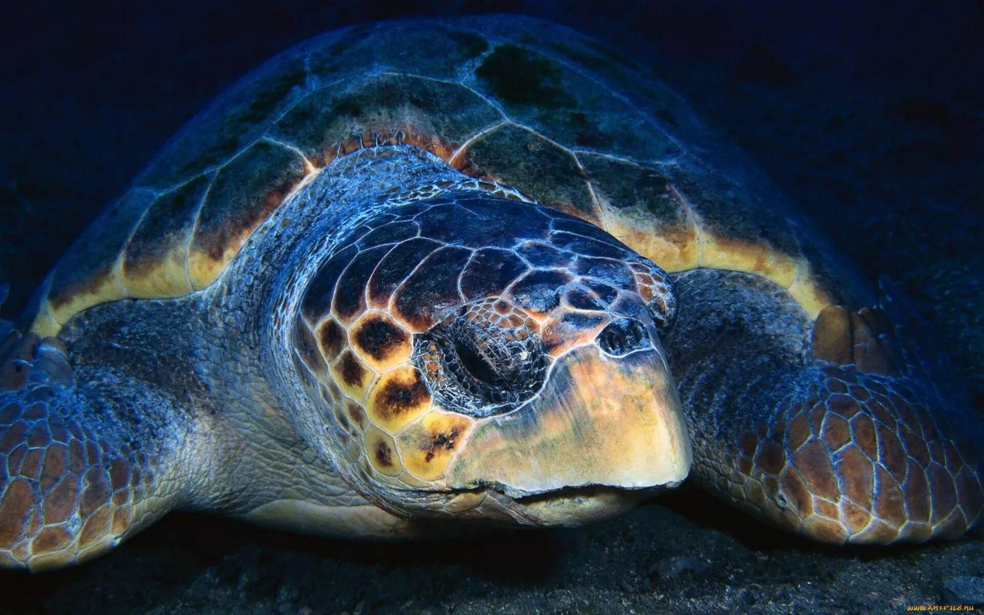 Красивая черепаха. Логгерхед. Самые красивые черепахи. Черепахи Атлантического океана. Морская черепаха.