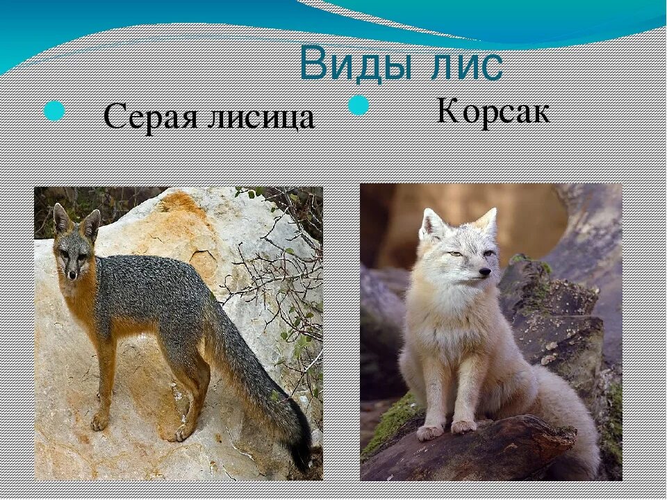 Fox список. Видовое название лисы. Подвид лисы. Разные породы лисиц.