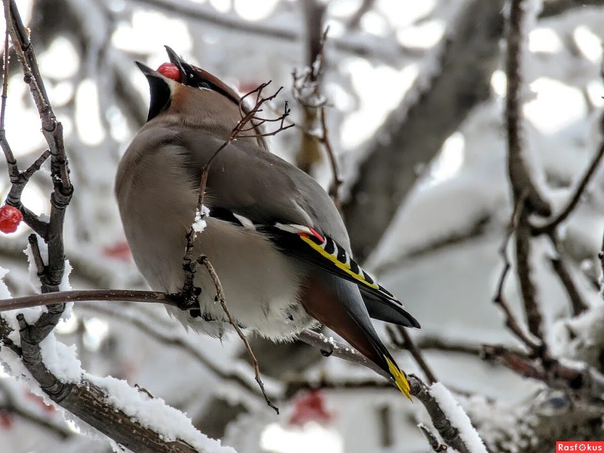 свиристели перелетные. свиристель перелетная. свиристели перелетные или неперелетные. свиристель сибирская. сорокопутовый свиристель.