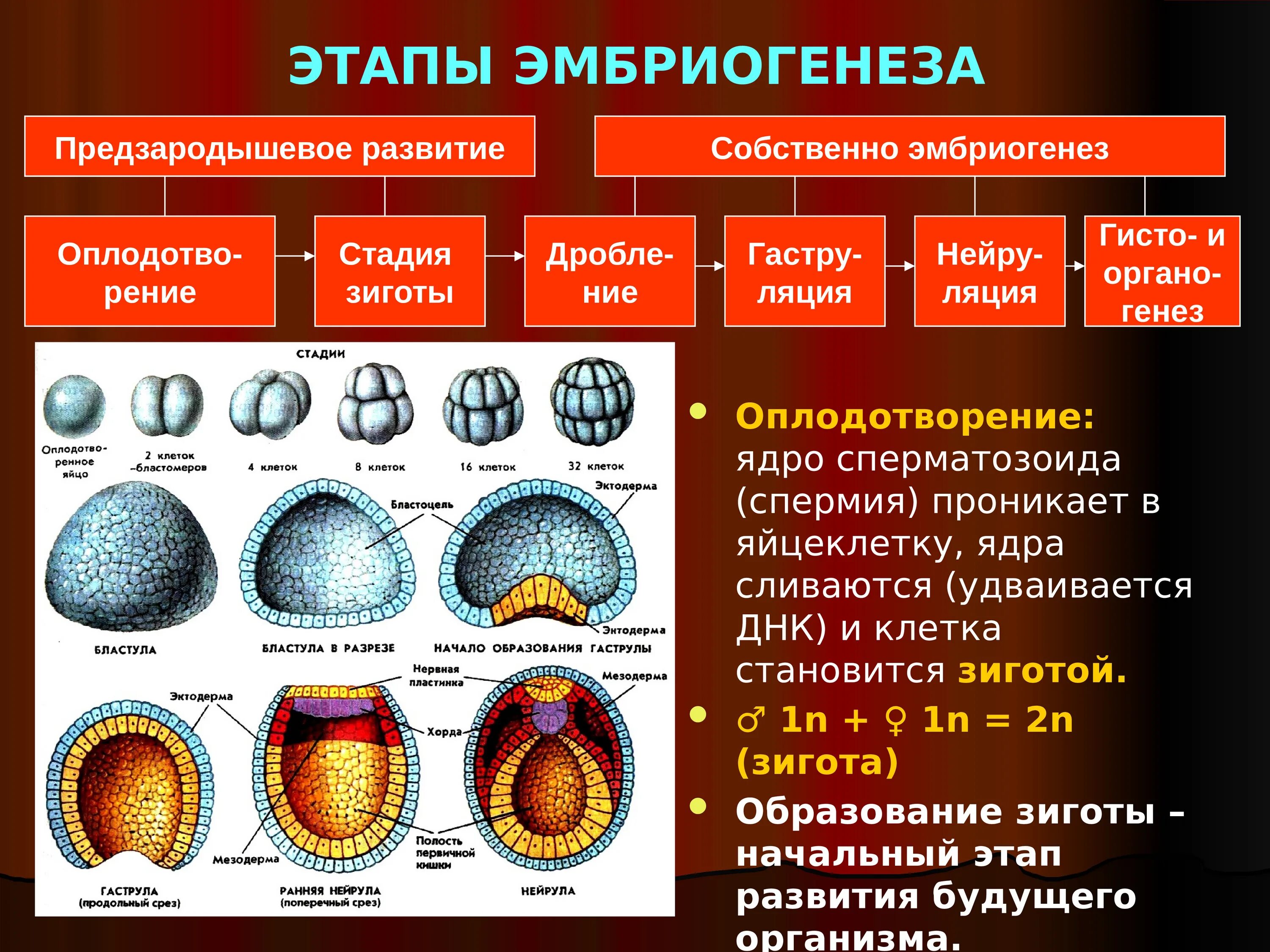 3 признаки зиготы. Этапы эмбриогенеза гаструла и бластула. Стадии эмбриогенеза бластула гаструла нейрула. Морула бластула. Эмбриогенез бластула гаструла нейрула.