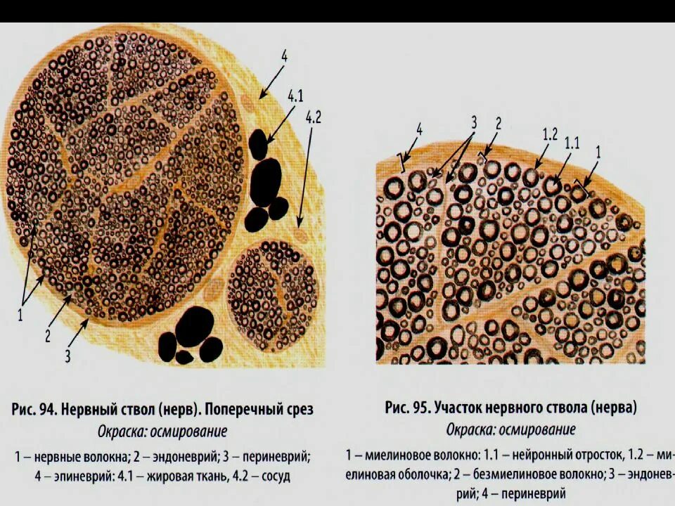 Группа срез. Поперечный срез нерва препарат. Поперечный срез периферического нерва препарат. Срез периферического нерва гистология. Поперечный срез нервного волокна гистология.