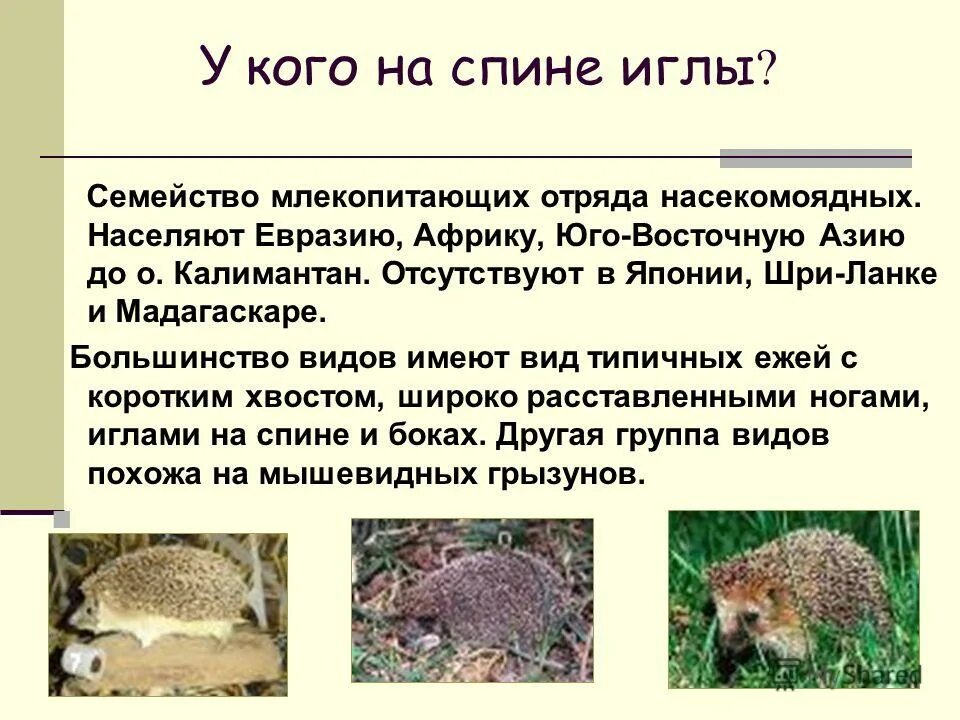 отряд насекомоядные питание. характеристика отряда насекомоядные. отряды млекопитающих насекомоядные. отряд насекомоядные. характеристика отряда насекомоядные.