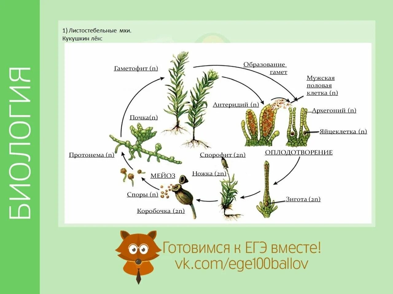 Листостебельные растения спорофит. Жизненный цикл мха Кукушкина льна. Кукушкин лен размножение схема. Цикл развития мха Кукушкин лен 7 класс. Размножение моховидных растений схема.