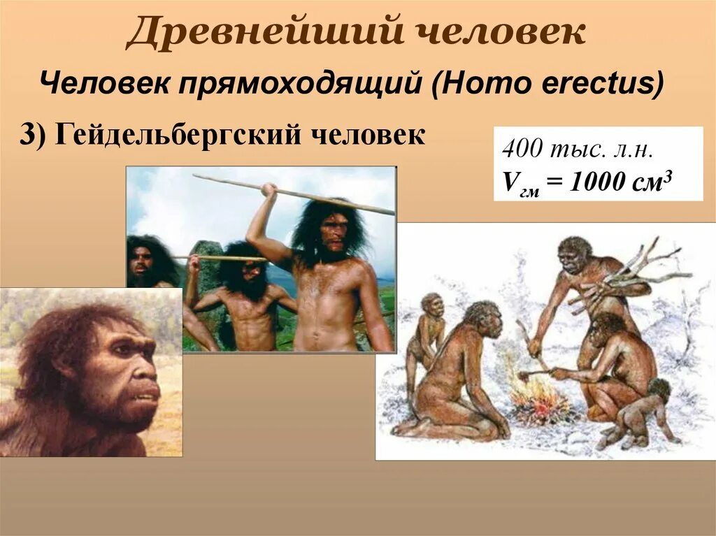 Объем мозга человека прямоходящего. Гейдельбергский человек (homo Heidelbergensis). Гейдельбергский человек таблица. Гейдельбергский человек объем мозга. Гейдельбергский человек и синантроп.