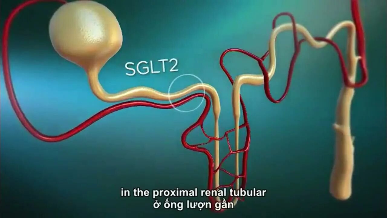 Ингибиторы SGLT. Ингибиторы ко-транспортера SGLT-2:. Sglt2 белок. Блокаторы sglt2. Ингибиторы глюкозного котранспортера