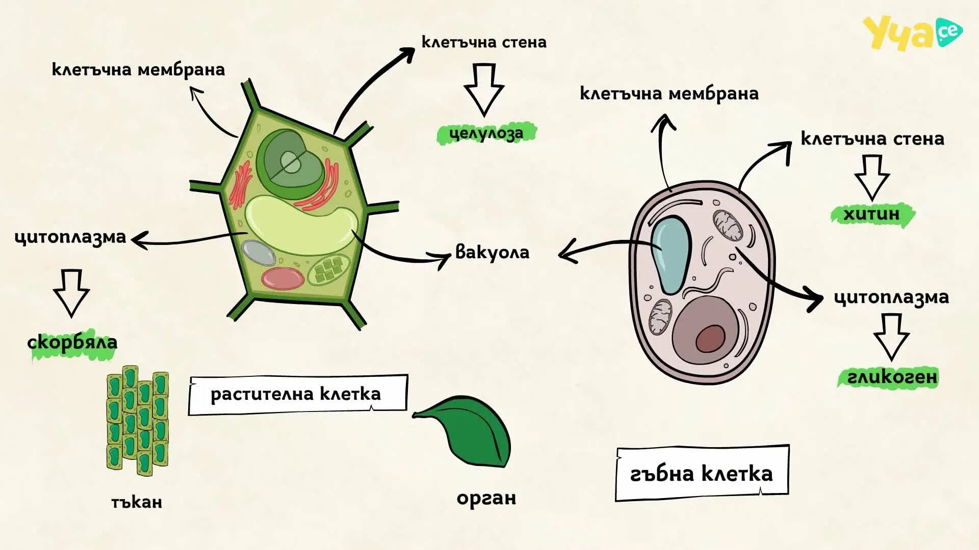 Схема клетки животного. Хитин в растительной клетке рисунок. Клетки хитина. Хитина это в биологии. Растительная клетка хитин