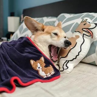 Корги добрые