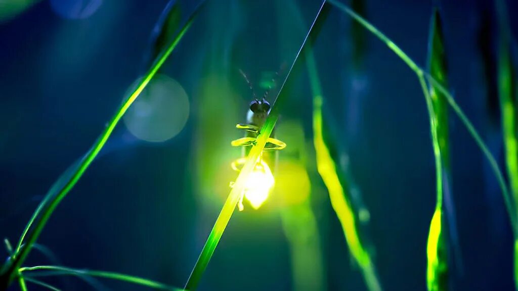 Кто такой светлячок. Жук Светлячок в темноте. Биолюминесценция светлячков. Светлячки в природе. Светящиеся светлячки.
