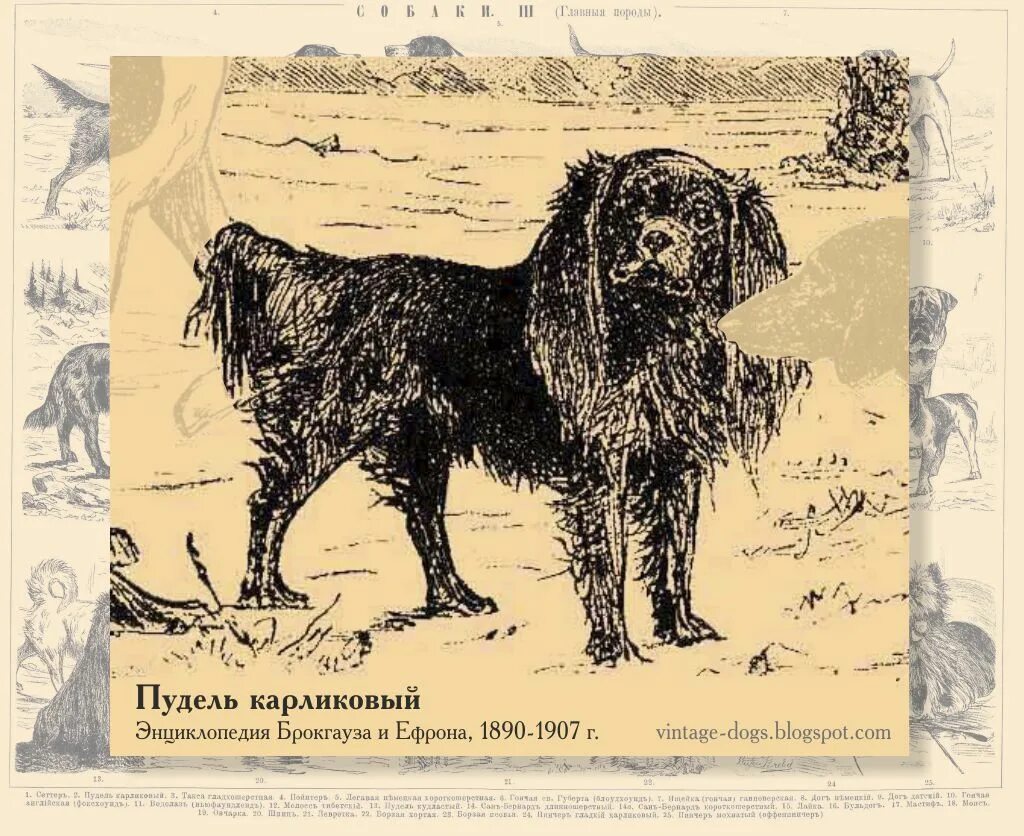 Родословная пуделя. Пудель на охоте в истории. Пудель Николая 1. Пудели породы в сравнении своей породы-. Пудель на задних лапах в картинах художников.