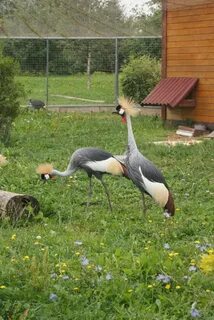Парк птиц экскурсия