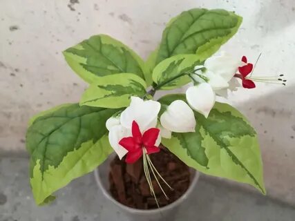 Клеродендрум вариегатный