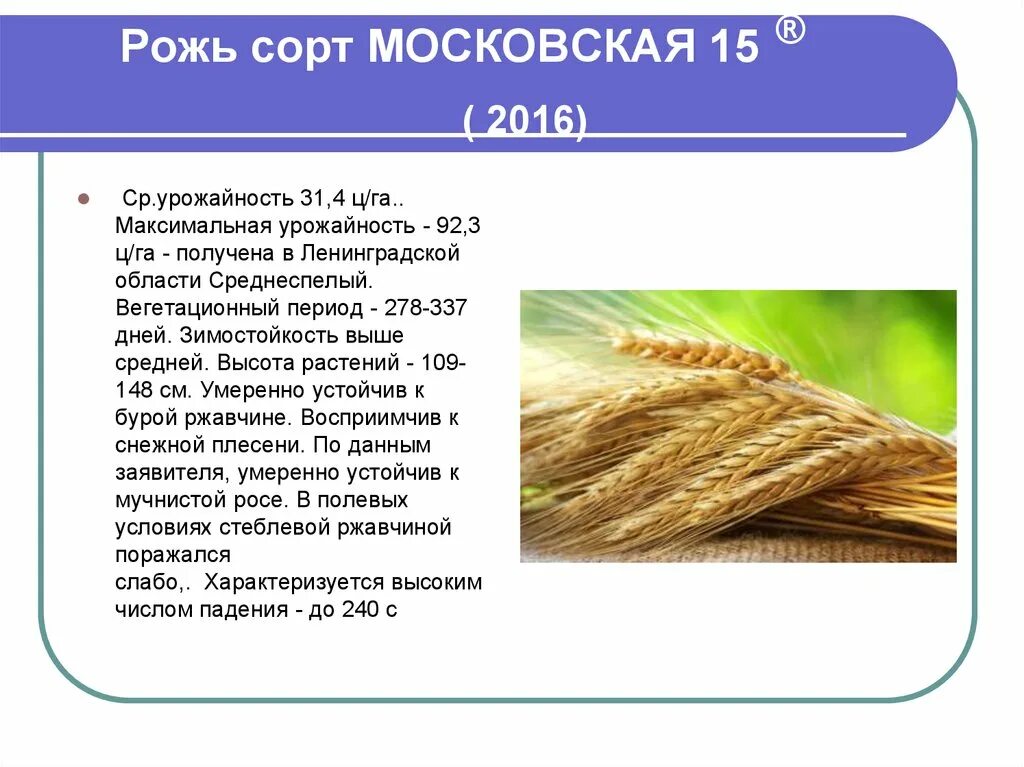 Ржи краткое содержание. Рожь сорта. Вегетационный период ржи. Сорта ржи названия. Рожь виды и разновидности.