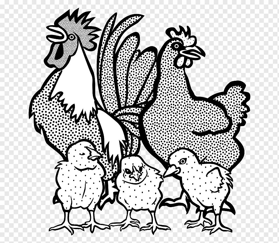 Рисунки с курами. Курица петух цыплята раскраска. Раскраска петух и Курочка. Курами раскраска. Семья петуха.