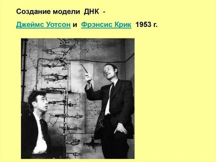 Крик днк