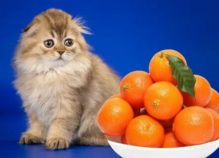 Кот апельсин