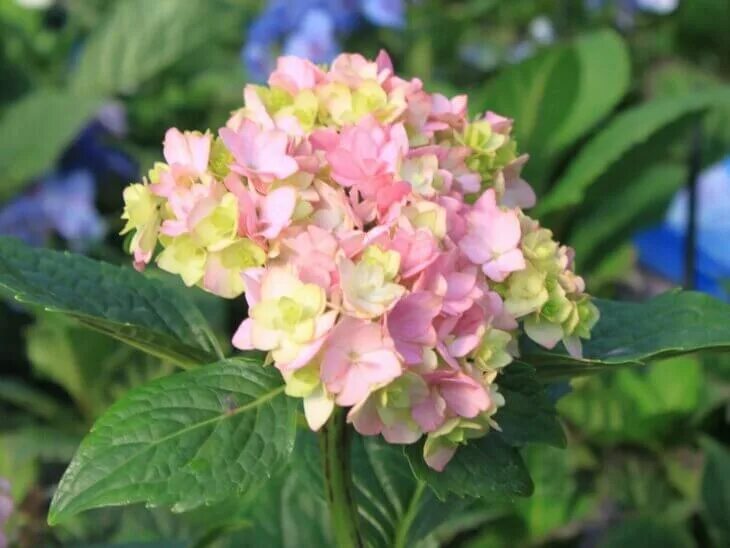 Гортензия ю энд ми лав фото hydrangea You & Me together Beautiful hydrangeas, Hydrangea garden, Plants