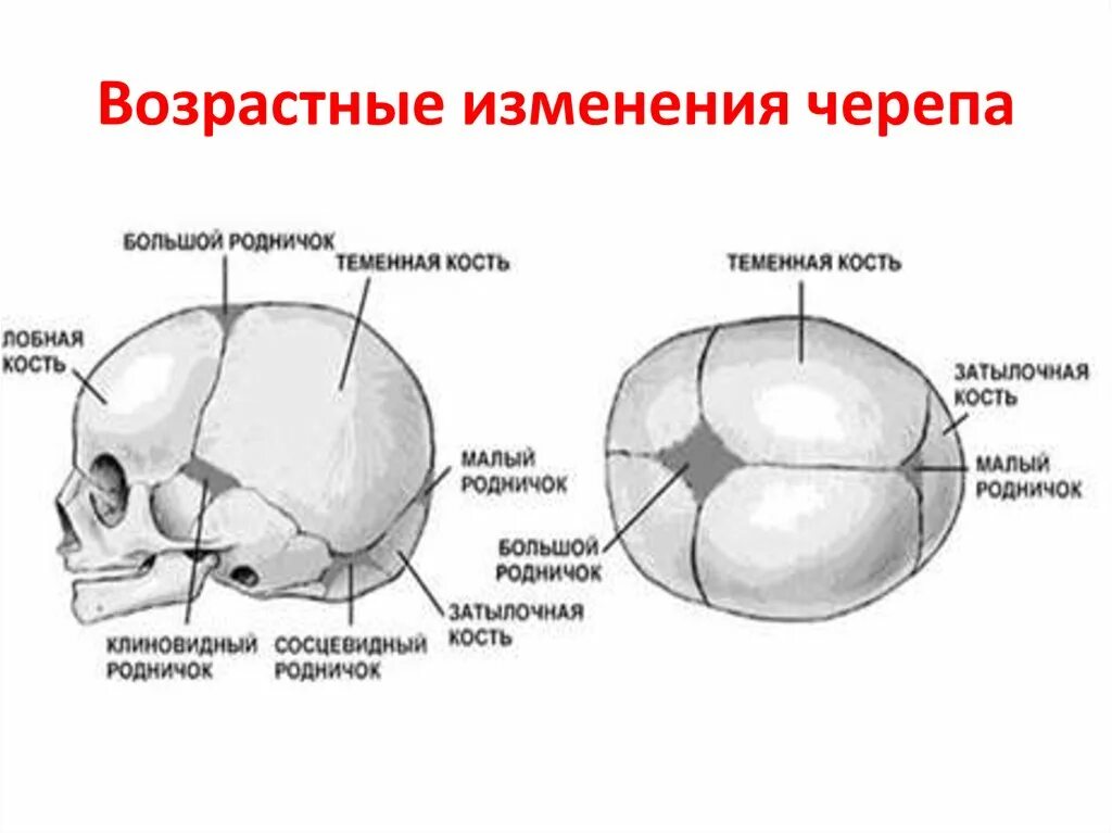 Форма родничков. Роднички черепа анатомия. Кости и швы черепа человека. Швы и роднички черепа анатомия.