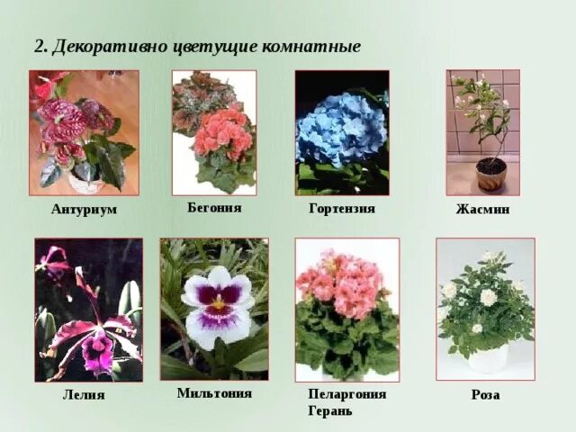 Декоративно цветущие растения. Комнатные растения и их названия. Декоративные растения названия. Декоративно цветущие комнатные растения названия.