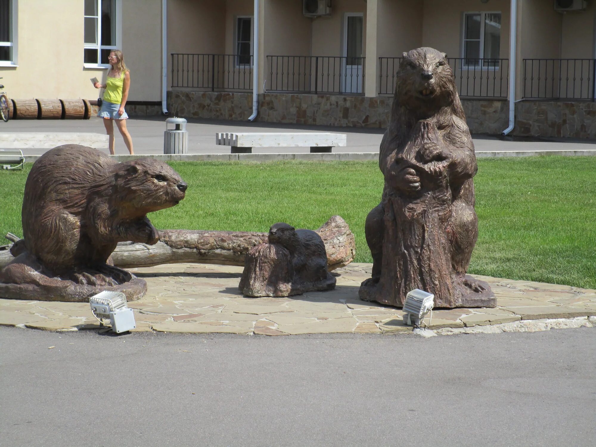 Бобры в городе