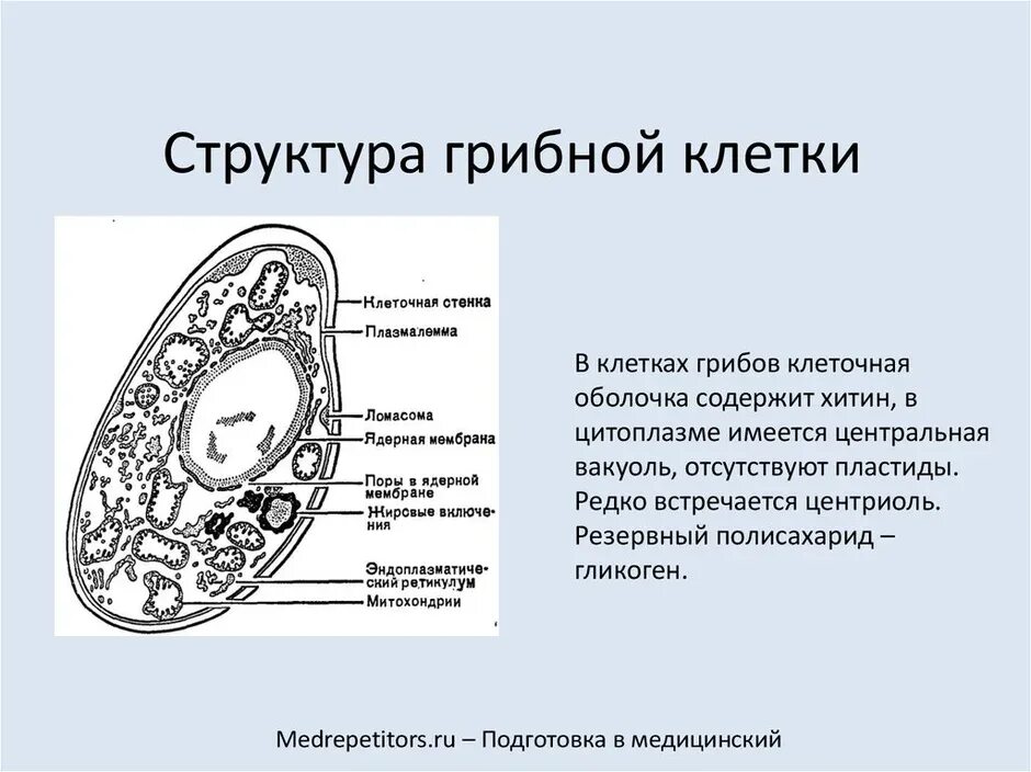 Строение грибной клетки. Грибная клетка строение органеллы. Схема строения клетки гриба. Функции грибной клетки. Клетки гриба не имеют ядра